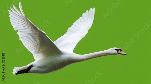 Fototapeta Naklejka Na Ścianę i Meble -  A white swan flying through the air with its wings spread