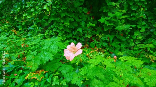 Geranium endressii, or Endres cranesbill, is a resilient perennial featuring vibrant pink flowers and lush green foliage. It thrives in various garden settings and attracts pollinators, adding beauty 