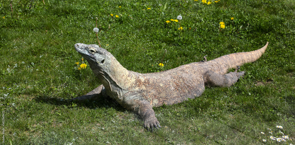 Fototapeta premium Komodo dragon in the swiss zoo