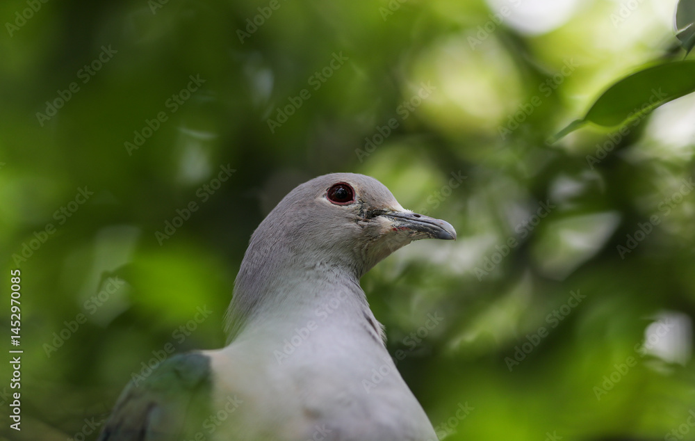 Fototapeta premium Metallic Pigeon in the swiss zoo