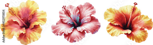 Collection of vector watercolor illustrationed hibiscus flowers