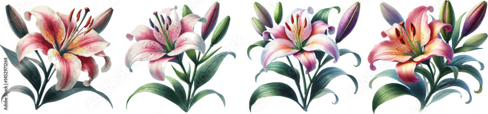 Fototapeta premium Collection of vector watercolor illustrated realistic lilies