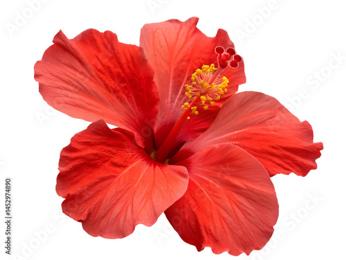 Vibrant Red Hibiscus Flower Isolated on transparent background cutout, PNG file, Cutout file
