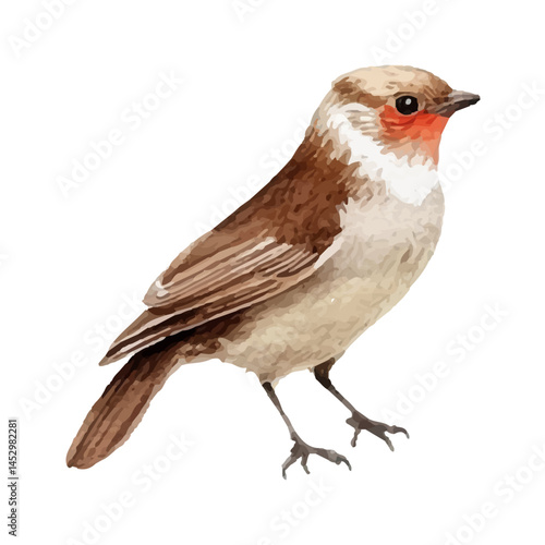 Small brown bird with white chest and red throat patch, standing alert on white background. Bird ideal for wildlife or ornithology-themed design. Realistic songbird vector illustration.