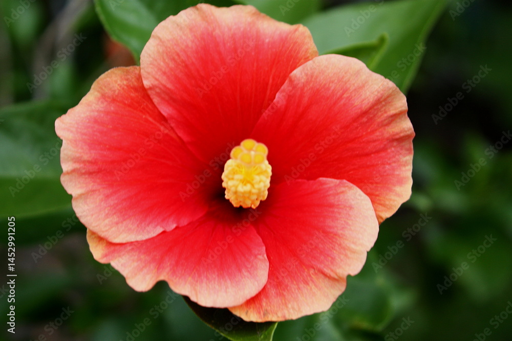 This Bright and Cheerful Hisbiscus is Bold, with Vibrant Blooms of Tropical Elegance This Bright and Cheerful Hisbiscus is Bold, with Vibrant Blooms of Tropical Elegance