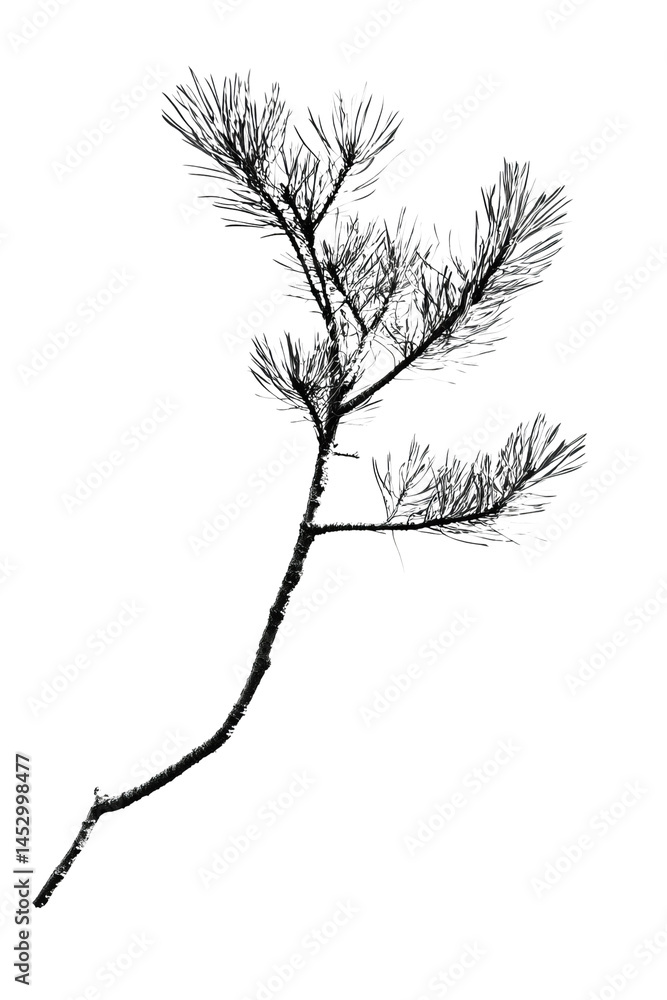Fototapeta premium Pine Branch Silhouette: A minimalist monochrome depiction of a pine branch. This stark image offers a study in contrasts, with the delicate needles and sturdy stem standing out.