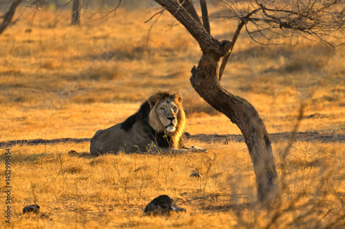Bild auf Leinwand Face of Asiatic Lion seen in Gir National Park