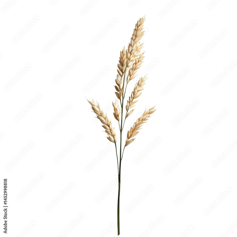 Golden Grain's Gentle Sway: A single, meticulously captured stalk of golden grain, elegantly showcased against a natural backdrop. Golden Grain's Gentle Sway: A single, meticulously captured stalk of golden grain, elegantly showcased against a natural backdrop.