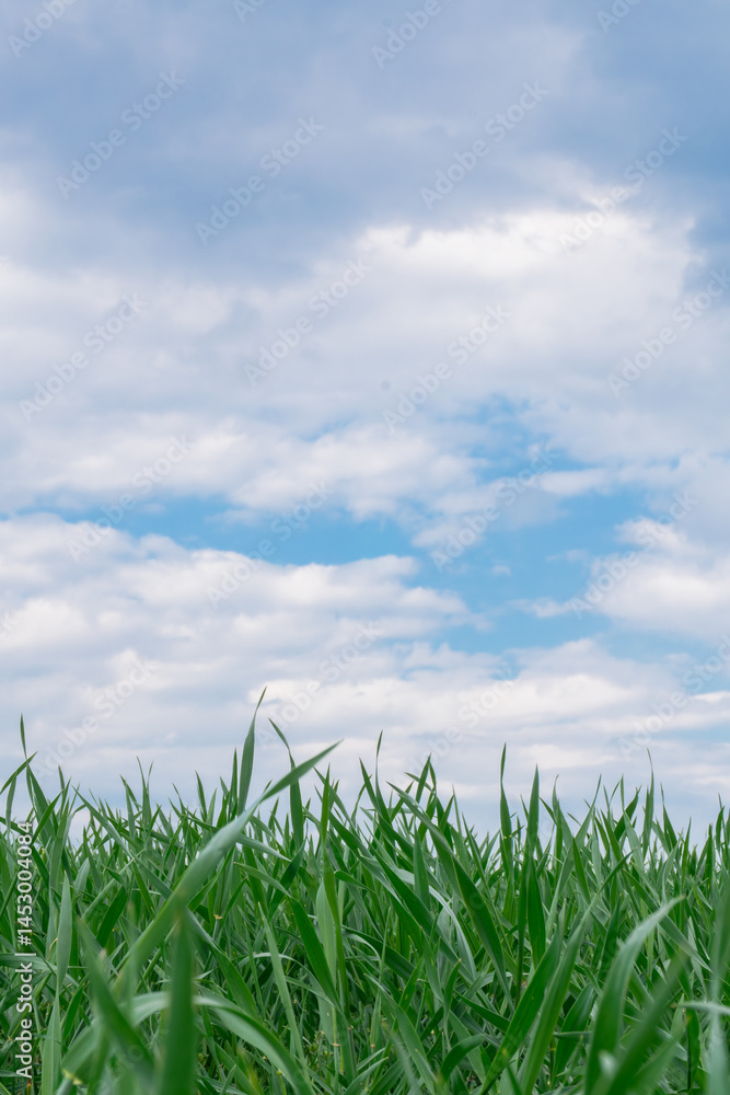 Obraz premium A low-angle view of vibrant green grass gently blending into a bright blue sky. A minimalist and airy composition highlighting the harmony of nature and its calming presence.