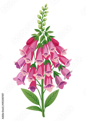 Illustration of digitalis foxglove flower plant blossom bloom botanical garden pink purple flora