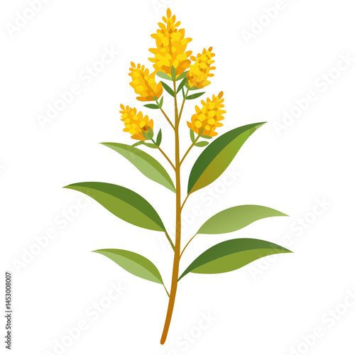 Valokuva Illustration of goldenrod flower solidago plant with green leaves botanical natu