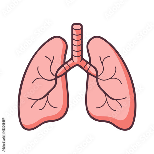 Illustration of human lungs respiratory system anatomy with trachea bronchi alveoli diagram health