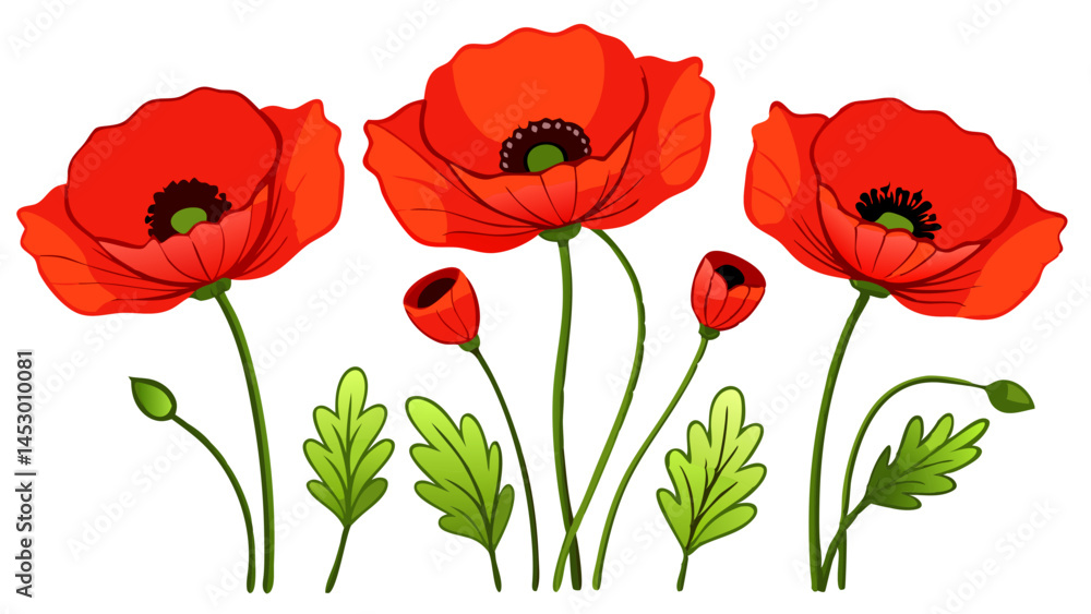 Obraz premium Beautiful red poppy flowers illustration, floral design element, poppy flower drawing, floral art vector