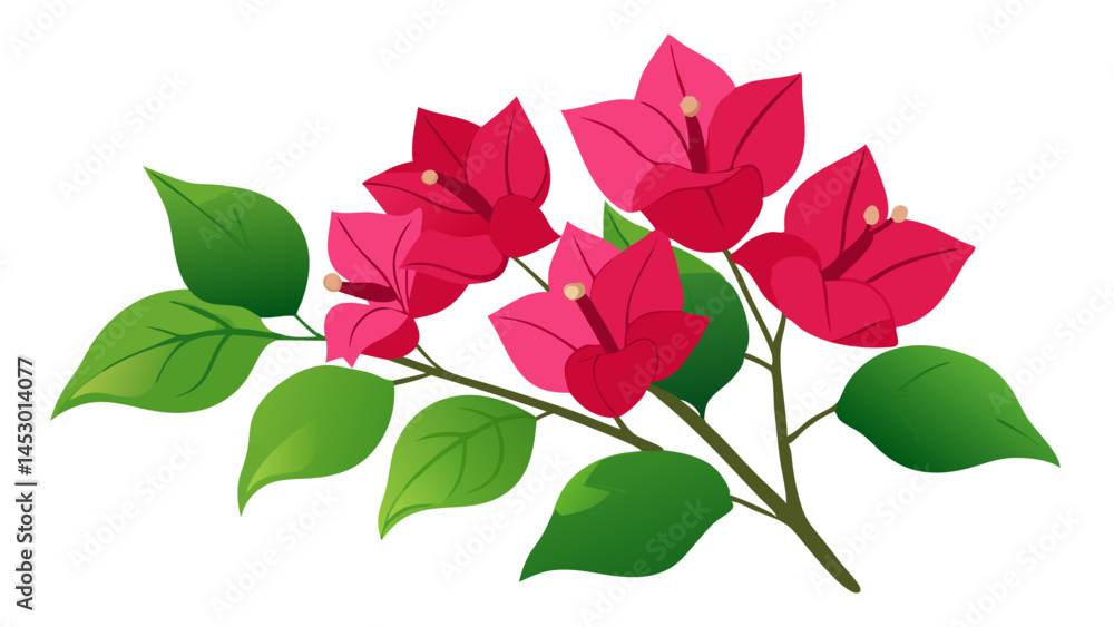Bougainvillea flower vector illustration, pink bougainvillea flowers and green leaves design art Bougainvillea flower vector illustration, pink bougainvillea flowers and green leaves design art