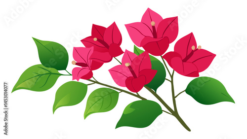 Bougainvillea flower vector illustration, pink bougainvillea flowers and green leaves design art