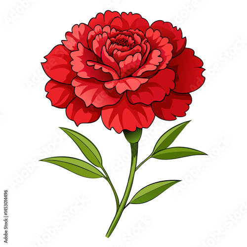 Illustrative red carnation flower drawing floral design botanical art graphic design element vector image