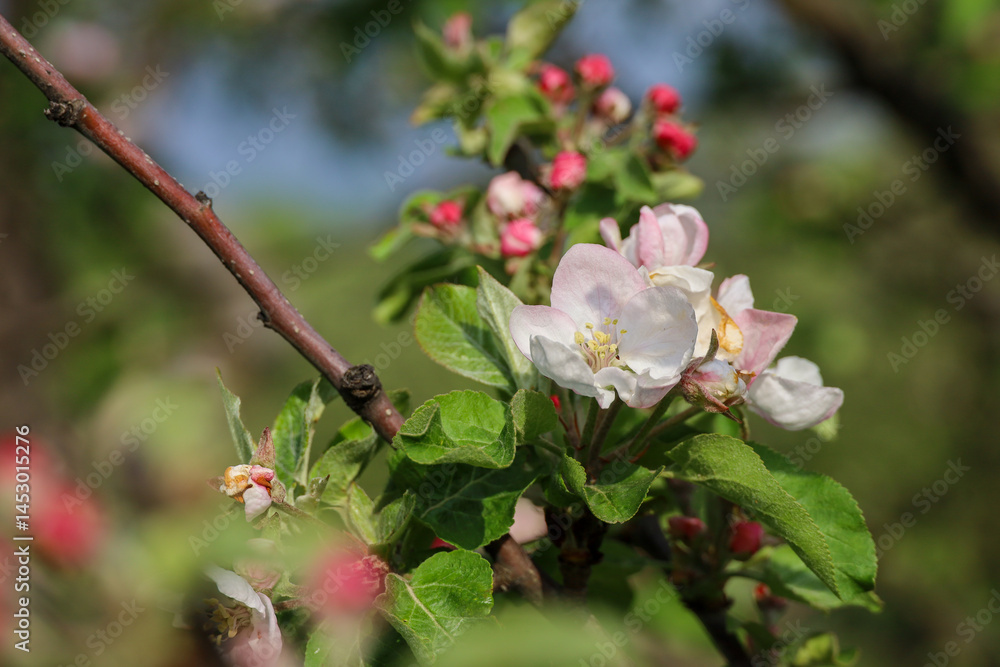 Apple blossom in spring garden. White flowers and pink buds on a branch
