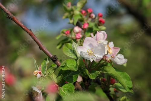 Obraz na płótnie Apple blossom in spring garden. White flowers and pink buds on a branch w salonie