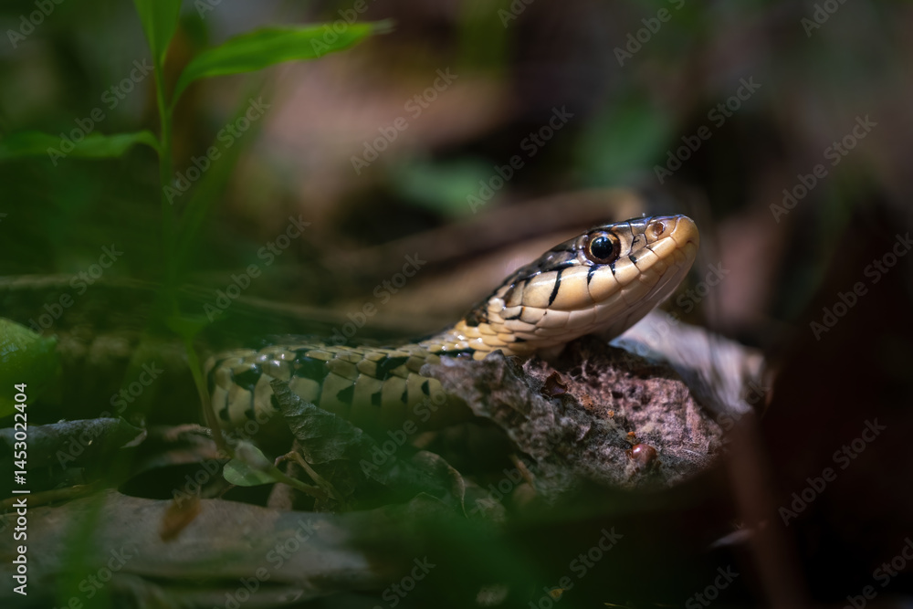 An Eastern Garter Snake enjoys a bright spot in the forest. An Eastern Garter Snake enjoys a bright spot in the forest.