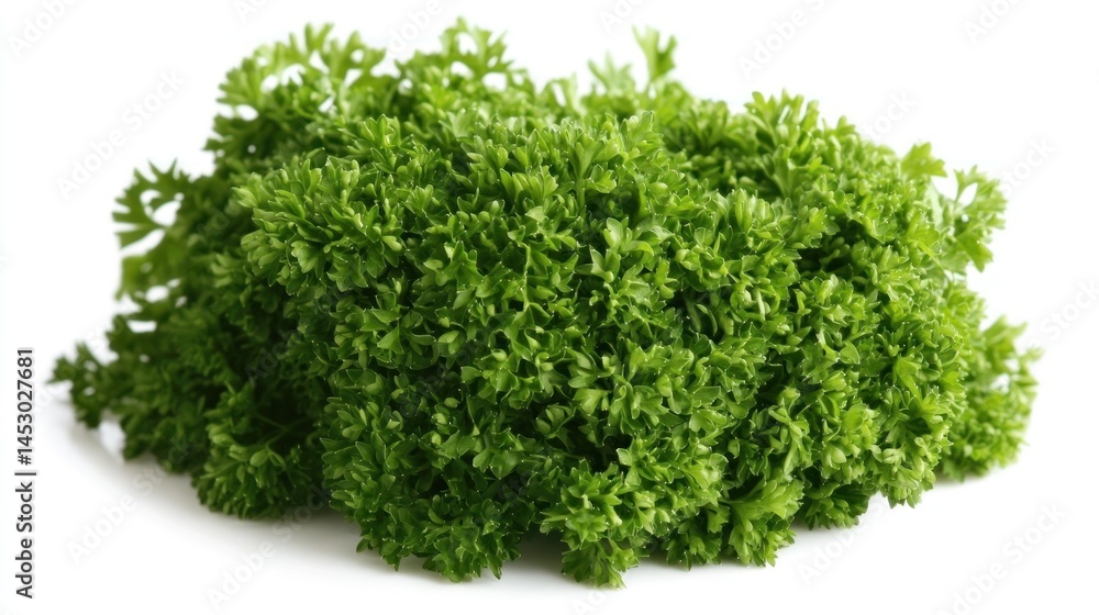 Fresh Parsley Bunch Fresh Parsley Bunch