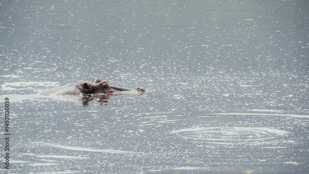 Obraz premium Hippos in Ngorongoro Crater in Tanzania