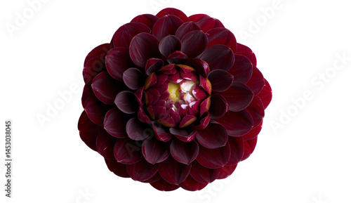 Elegant Deep Red Dahlia Flower with Intricate Petal Details