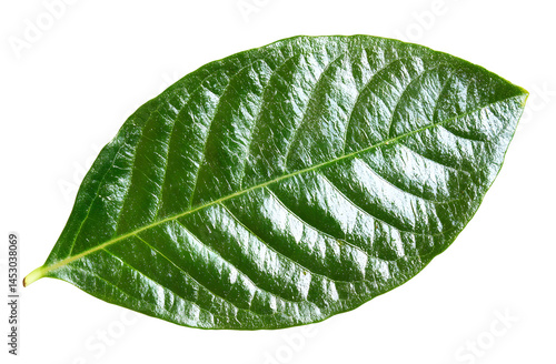 Fresh Green Leaf with Vibrant Texture and Veins Against Black Background