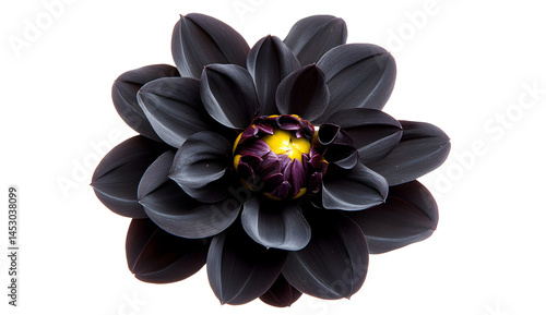 Elegant Black Flower with Yellow Center on Dark Background