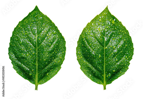 Fresh Green Leaves with Water Drops Isolated on White Background