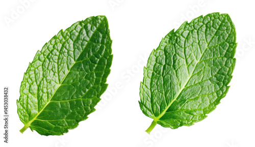 Fresh Green Mint Leaves Isolated on White Background for Cooking