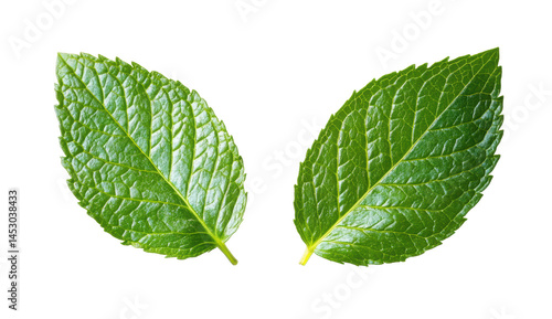 Fresh Green Leaves with Detailed Texture and Vibrant Color Contrast