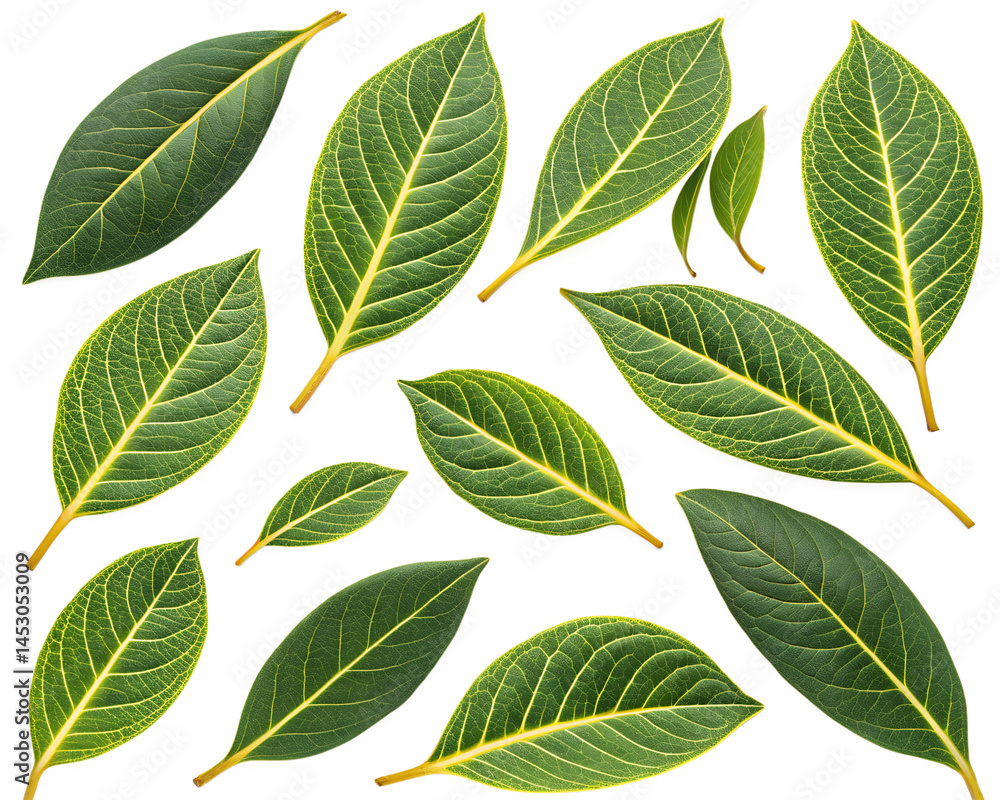 Mango leaves on white background, Green mango leaves on white PNG File. Mango leaves on white background, Green mango leaves on white PNG File.