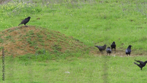 black raven on the grass