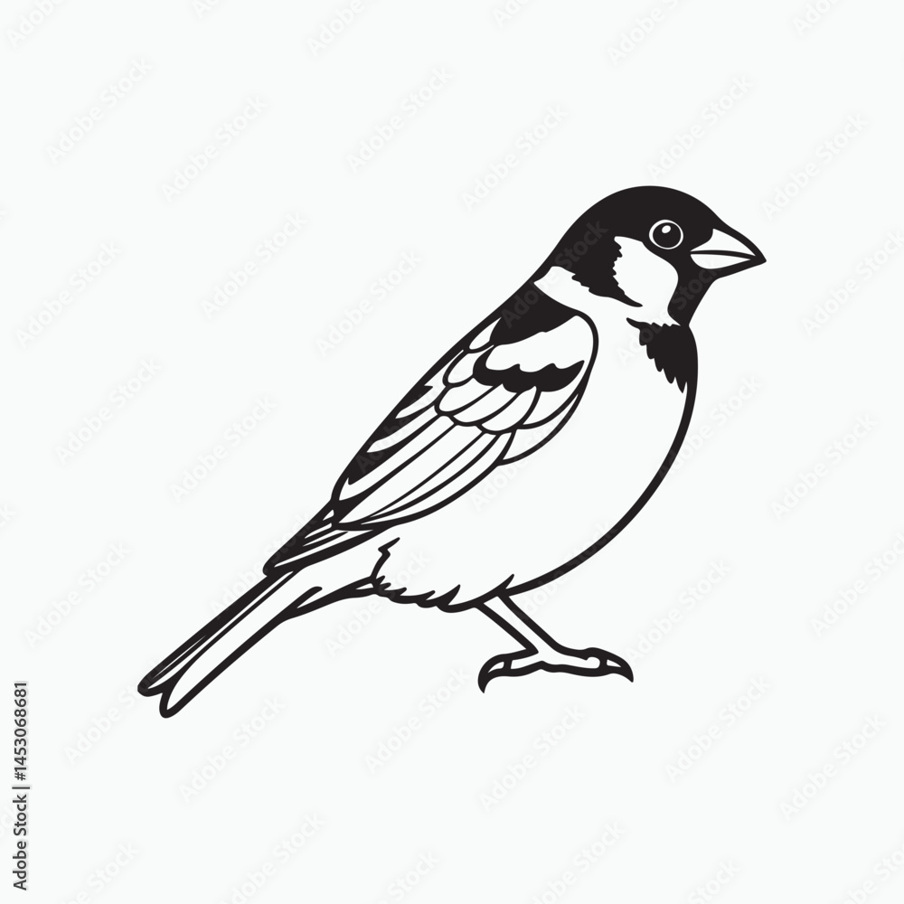Fototapeta premium house sparrow bird silhouette vector