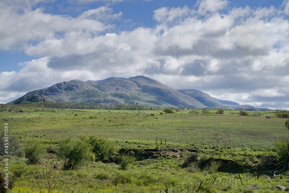 Fototapeta premium horses grazing in green field with mountains and cloudy sky in background