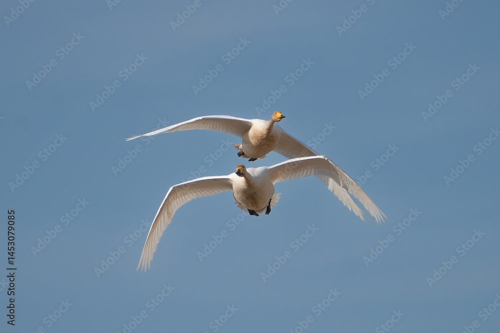Obraz premium Pair of Whooper swans also known as the common swans - Cygnus cygnus - flying together with blue sky in background. Photo from Milicz Ponds in Poland.