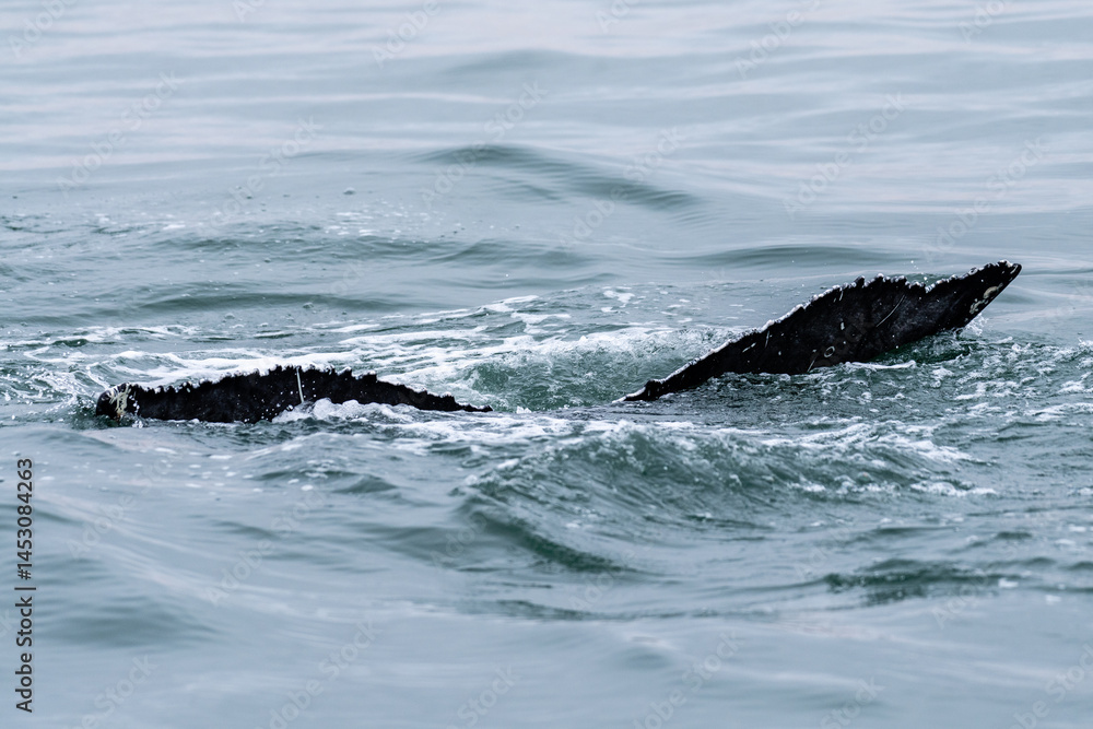 Fototapeta premium Tail fin of a surfacing whale, in Walvis Bay, Namibia.