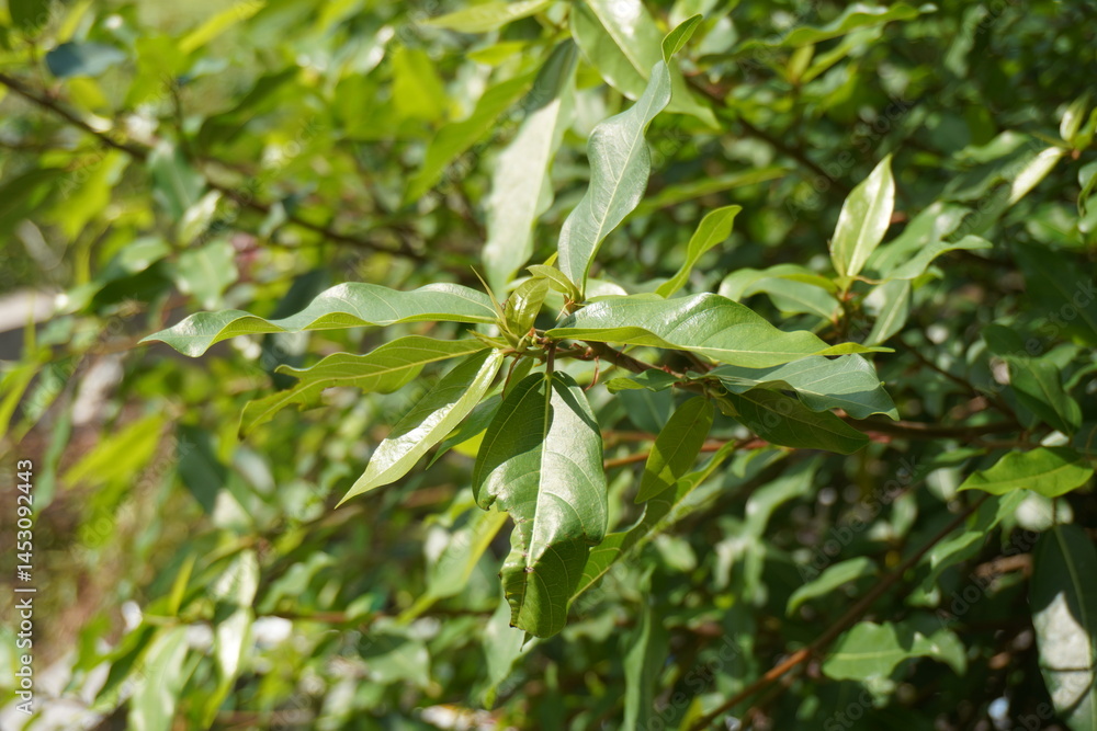 Obraz premium close up of green leaves