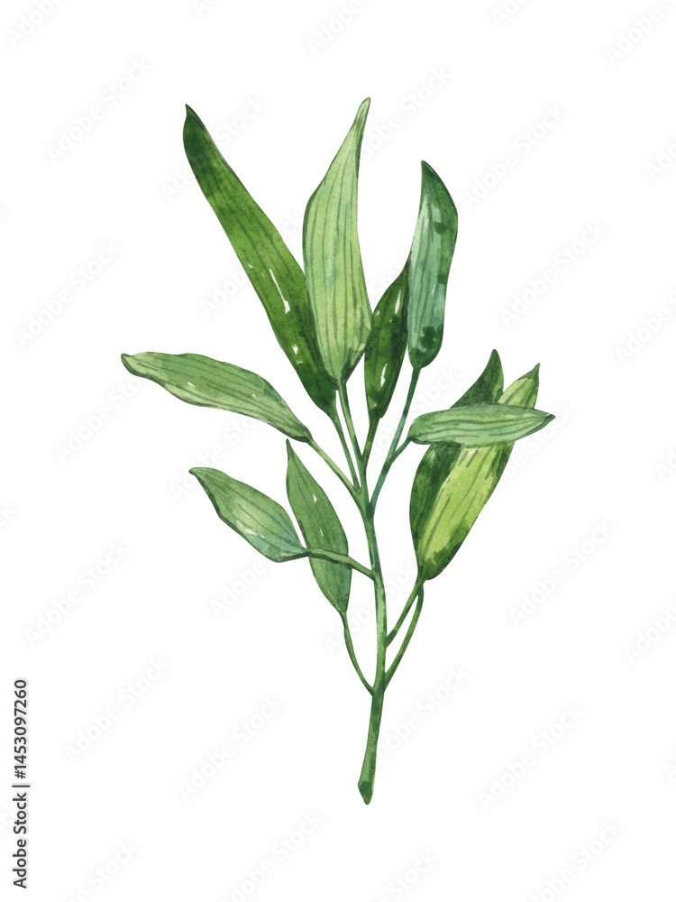 Fototapeta premium Green sage herbal plant isolated on white background. Hand drawn watercolor illistration for your menu, botanical elements for print invitations card wedding, health ingredient plant.