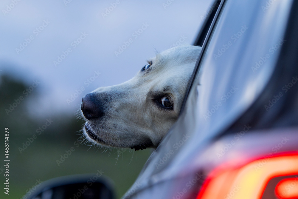 Funny face of a dog looking back. A dog driving away in a car in the evening. A dog observing its surroundings and owner. Dog behavior. Longing and love of animals. A clever dog