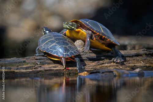 Two Painted Turtles sunning on a fallen tree