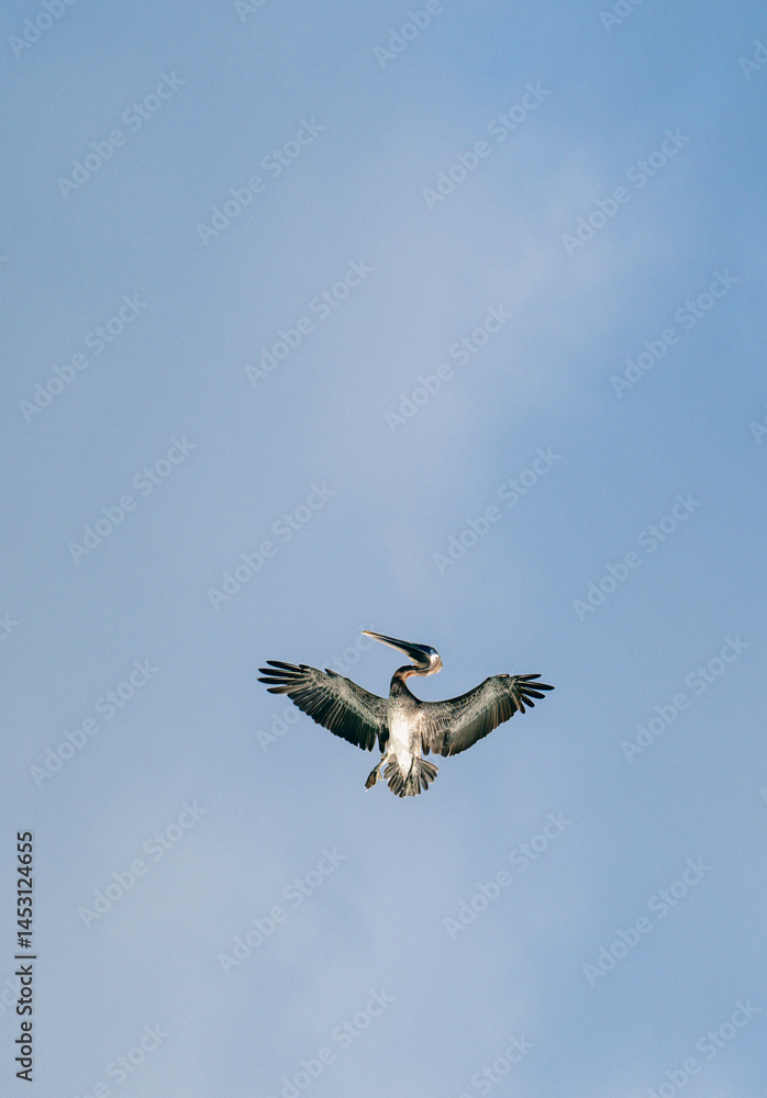 Obraz premium view of a big pelican with open wings ready to dive in the ocean to fish