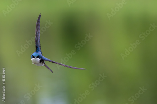 Closeup of a tree swallow flying towards the camera.