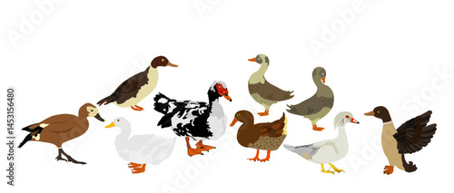 Set collection species of duck flock vector illustration isolated. Mandarin duck, Muscovy musk, domestic farm poultry family. Beijing Peking duck, mallard. Restaurant menu birds.