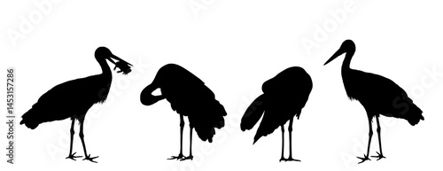 Elegant flock of stork couples washing body by beak vector silhouette isolated. Visitant migration bird stork cleaning feathers, wings. Animal bird hygiene. Stork with frog in beak food for family.