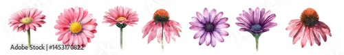 set of pink and purple Echinacea isolated on a white background, watercolor drawing, flora clipart