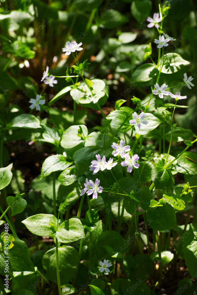 Herb robert (Geranium robertainum) Herb robert (Geranium robertainum)