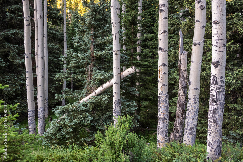 Tall Aspen Tree Forest In The Northern Part Of Rocky Mountain