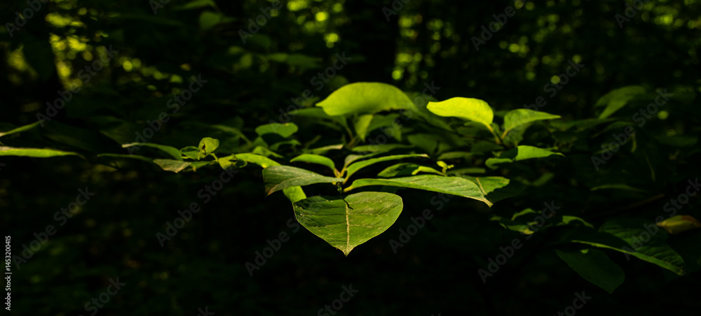Tip Of Leafy Branch Against Dark Forest