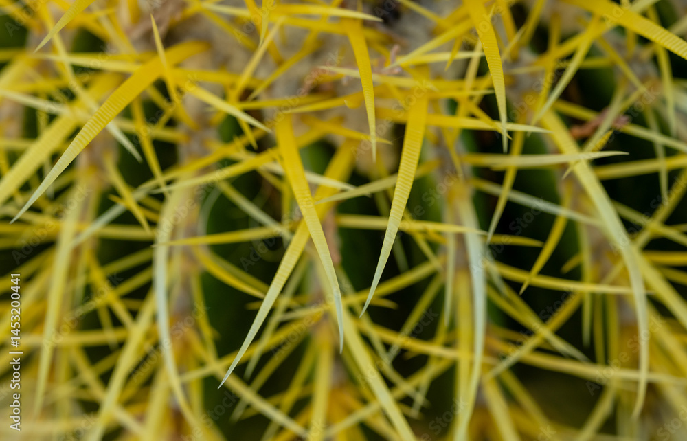 Tips Of Bright Yellow Barrel Cactus Spines
